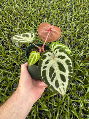 Anthurium Red Crystallinum 5" Pot - A12 (NEW CROP)
