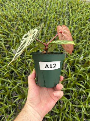 Anthurium Red Crystallinum 5" Pot - A12 (NEW CROP)