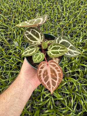 Anthurium Red Crystallinum 5" Pot - A17 (NEW CROP)