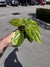 Anthurium (papillilaminum x crystallinum ex Antioquia) x King Of Spades - #P1
