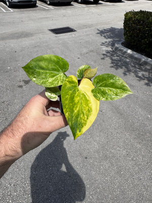 Anthurium (papillilaminum x crystallinum ex Antioquia) x King Of Spades - #P2