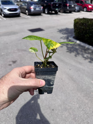 Anthurium (papillilaminum x crystallinum ex Antioquia) x King Of Spades - #P2
