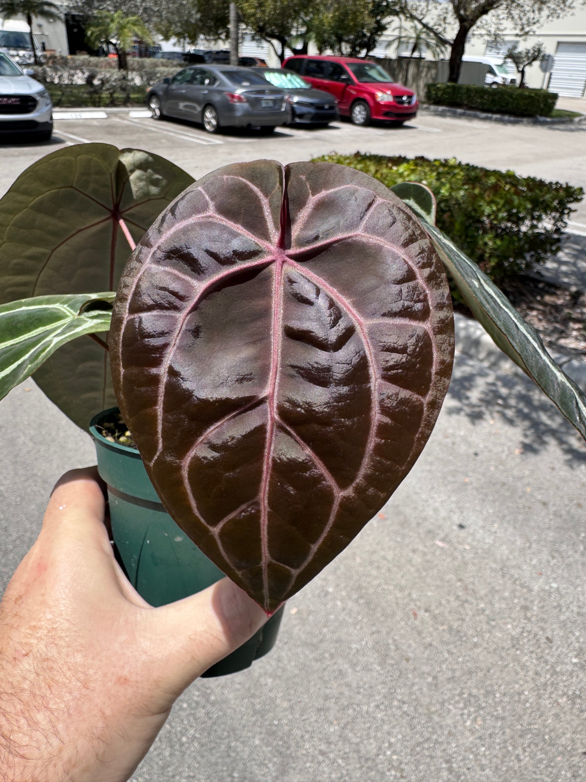 Anthurium Red Crystallinum 5" Pot - EJ14