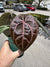 Anthurium Red Crystallinum 5" Pot - EJ14