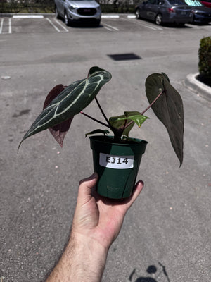 Anthurium Red Crystallinum 5" Pot - EJ14