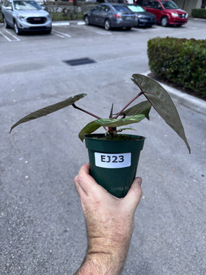 Anthurium Red Crystallinum 5" Pot - EJ23
