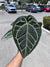 Anthurium Red Crystallinum 5" Pot - EJ22