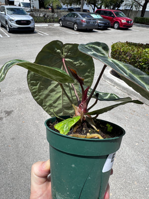 Anthurium Red Crystallinum 5" Pot - EJ22