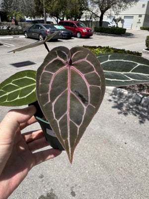Anthurium Red Crystallinum 5" Pot - EJ27 (NEW CROP)