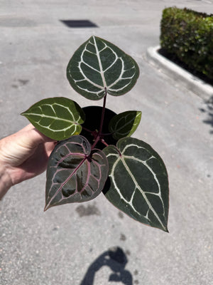 Anthurium Red Crystallinum 5" Pot - EJ27 (NEW CROP)