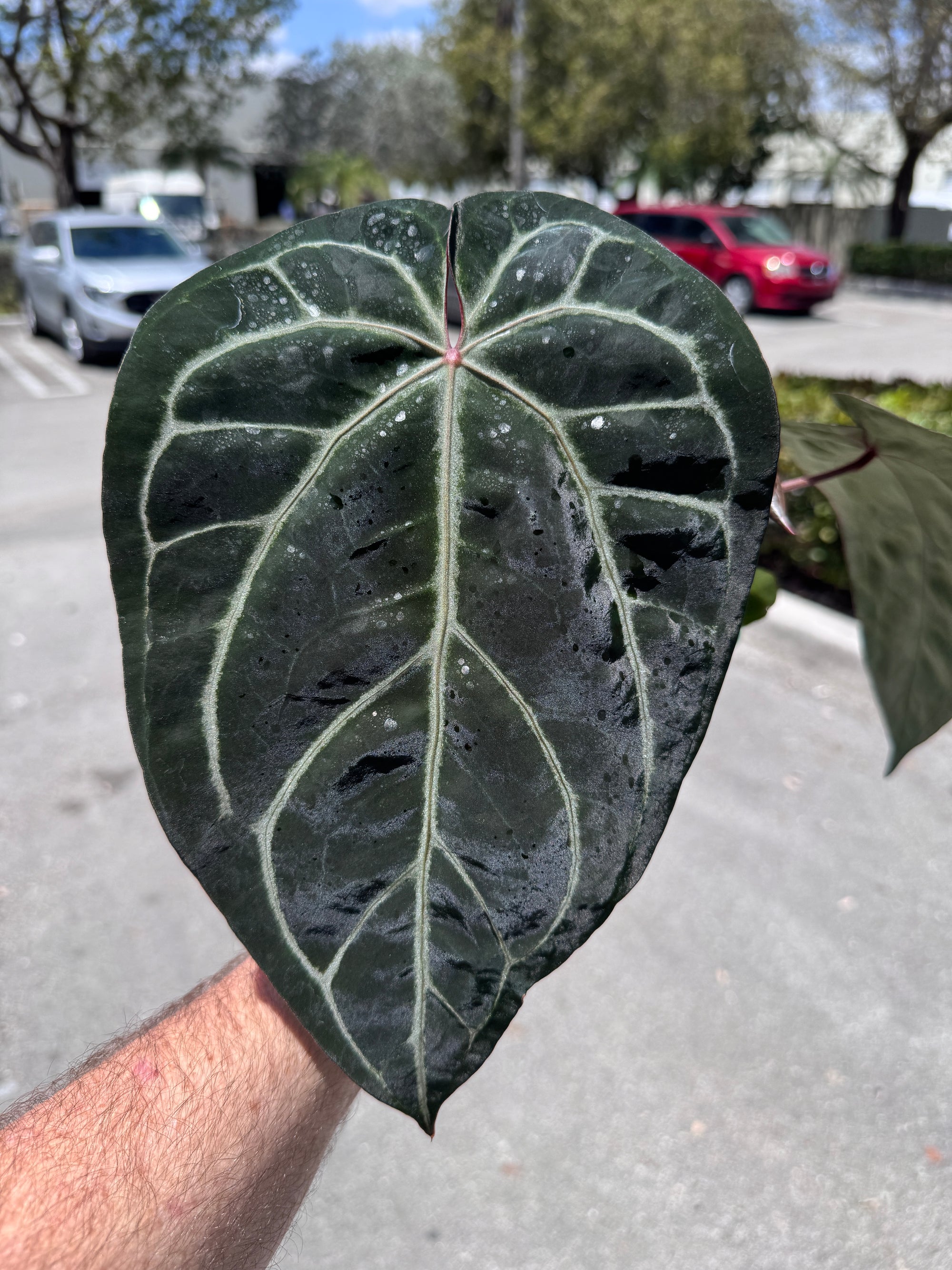 Anthurium Red Crystallinum 5" Pot - EJ24