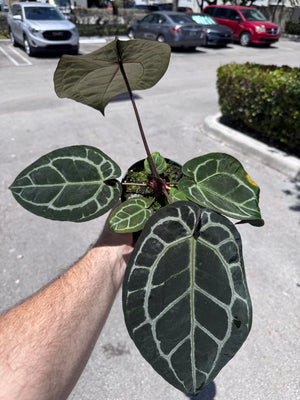 Anthurium Red Crystallinum 5" Pot - EJ18
