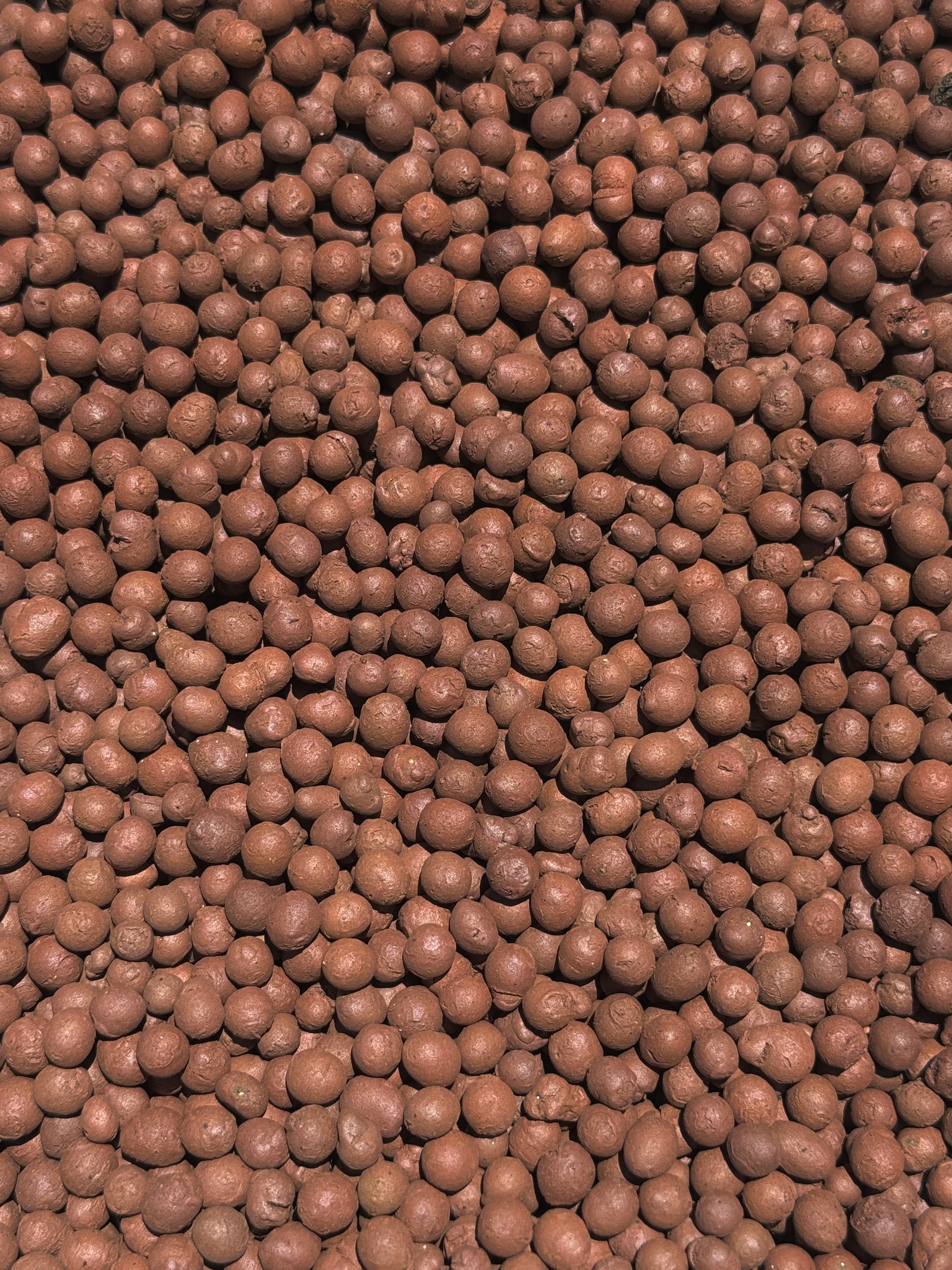LECA+ Expanded Clay Pebbles | Semi Hydro, Hydroponics, Vivarium Drainage Layer, Soil Aeration, Terrarium, Propagation | 3 Sizes Available