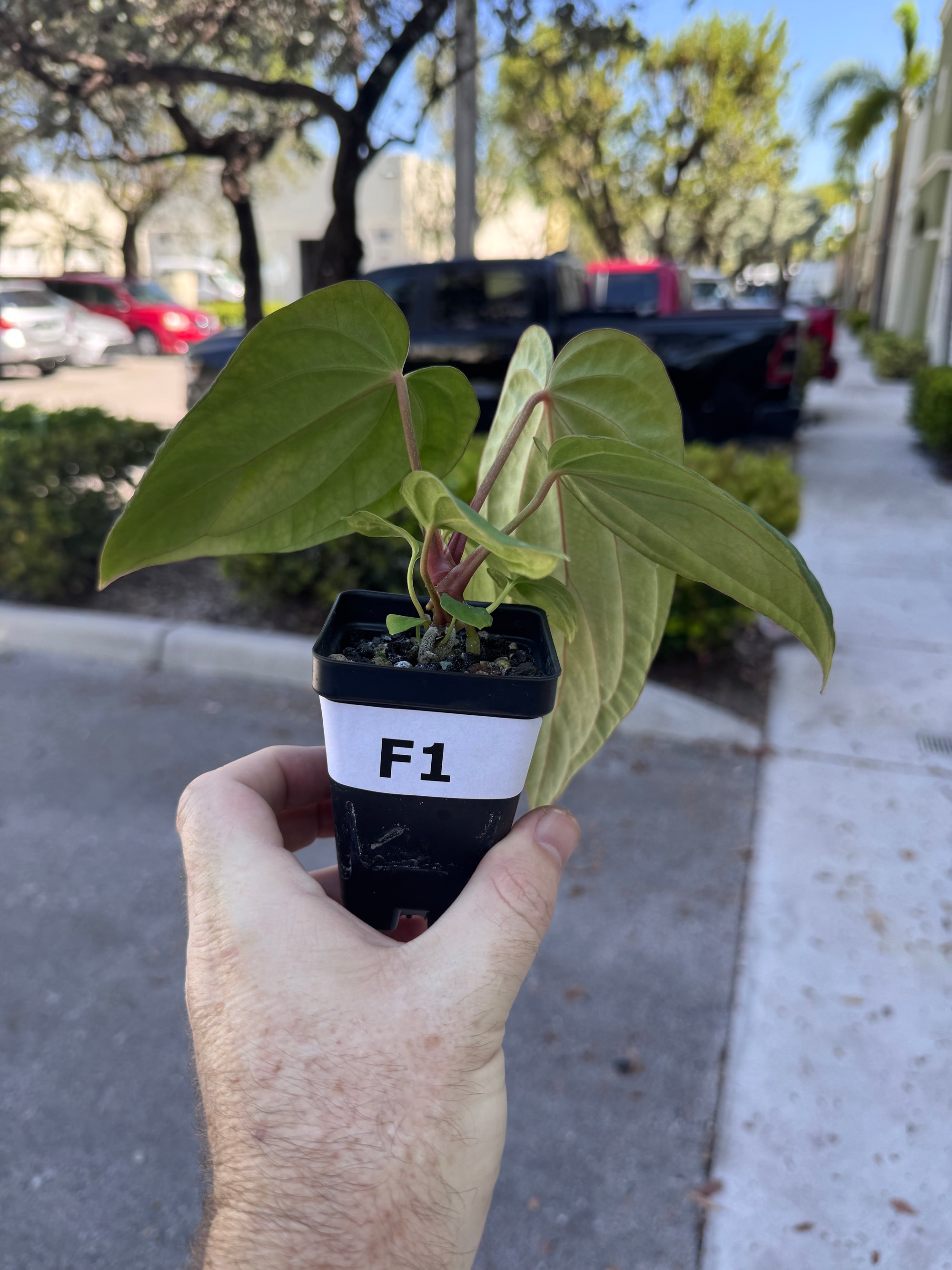 Anthurium Doc Block F2 X Tezula Red Crystal Seed Grown