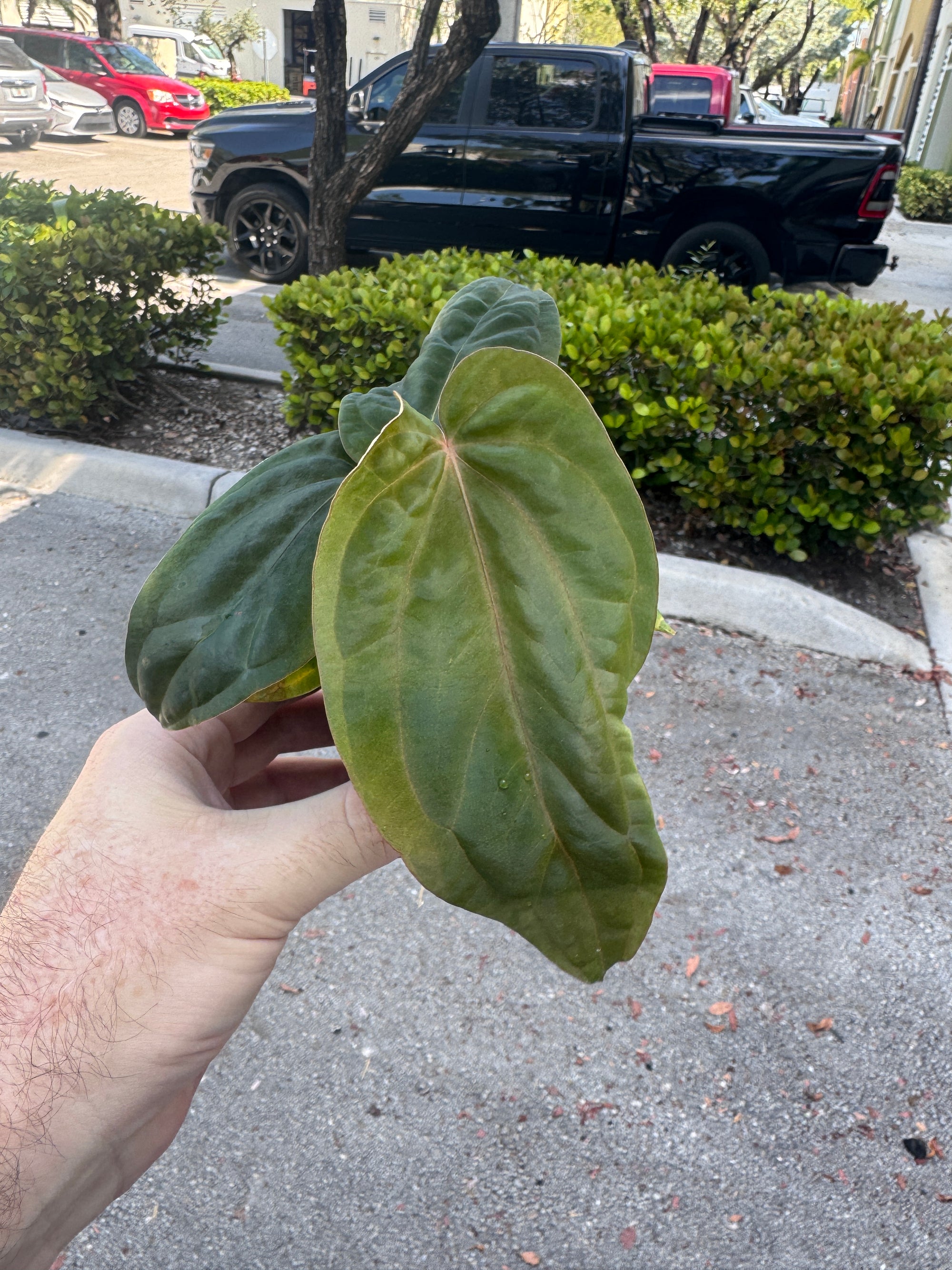 Anthurium antolakii F7 (BVEP - Black Velvet Eastern Panama)  - Select - Plant F11