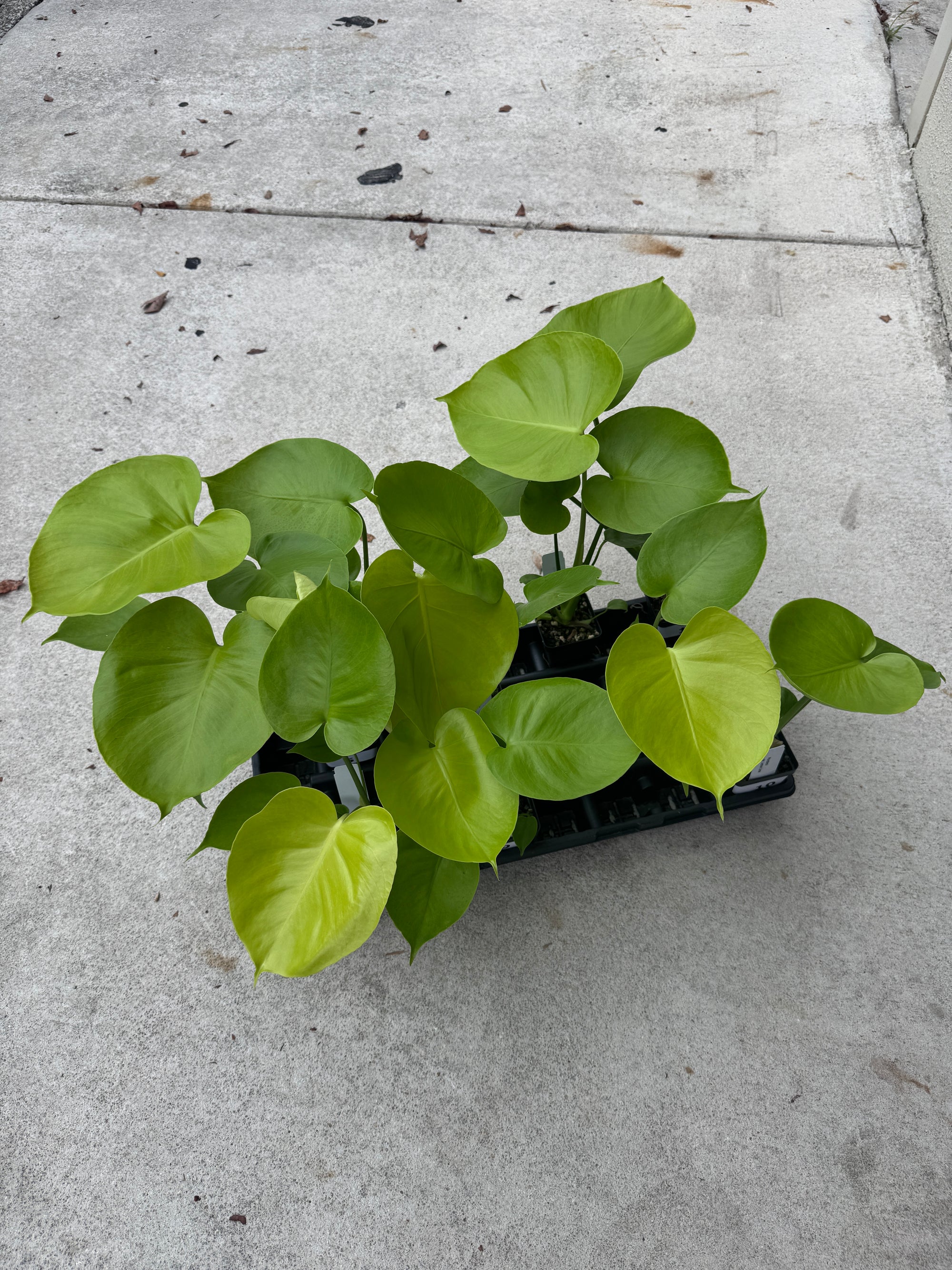 Monstera Lemon Lime - Gorgeous, LARGE plants in 2" Pots