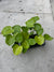 Monstera Lemon Lime - Gorgeous, LARGE plants in 2" Pots