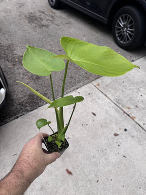 Monstera Lemon Lime - Gorgeous, LARGE plants in 2" Pots