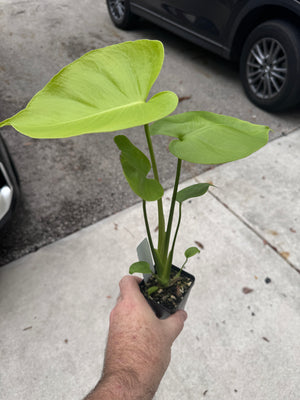 Monstera Lemon Lime - Gorgeous, LARGE plants in 2" Pots