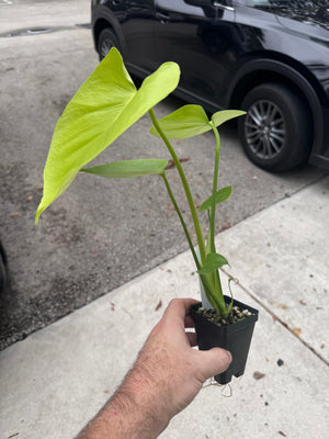 Monstera Lemon Lime - Gorgeous, LARGE plants in 2" Pots