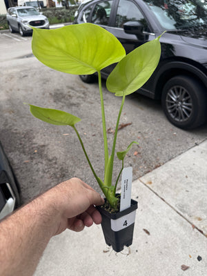 Monstera Lemon Lime - Gorgeous, LARGE plants in 2" Pots
