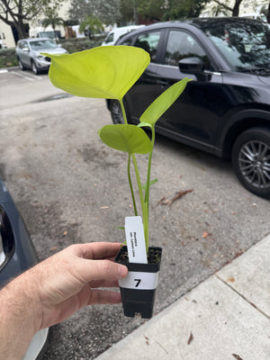 Monstera Lemon Lime - Gorgeous, LARGE plants in 2" Pots