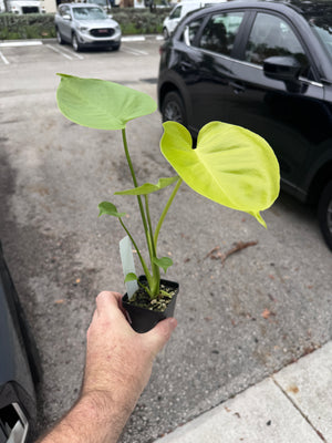Monstera Lemon Lime - Gorgeous, LARGE plants in 2" Pots