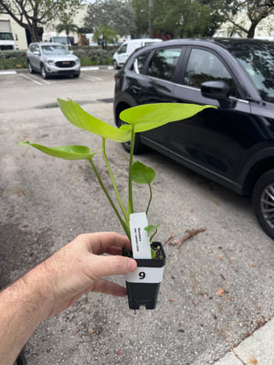 Monstera Lemon Lime - Gorgeous, LARGE plants in 2" Pots