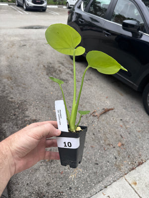 Monstera Lemon Lime - Gorgeous, LARGE plants in 2" Pots