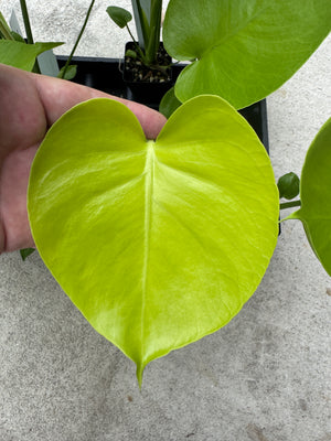 Monstera Lemon Lime - Gorgeous, LARGE plants in 2" Pots