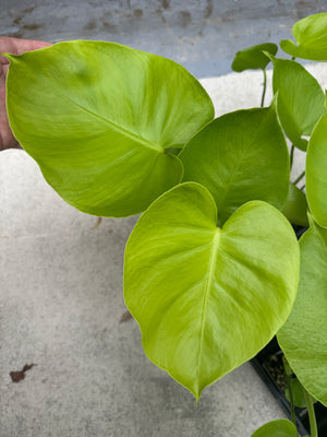 Monstera Lemon Lime - Gorgeous, LARGE plants in 2" Pots