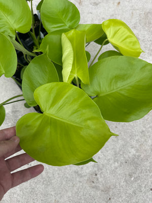 Monstera Lemon Lime - Gorgeous, LARGE plants in 2" Pots