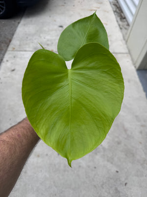 Monstera Lemon Lime - Gorgeous, LARGE plants in 2" Pots