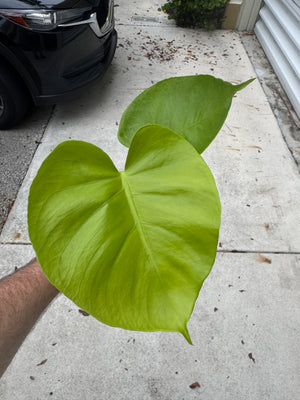 Monstera Lemon Lime - Gorgeous, LARGE plants in 2" Pots