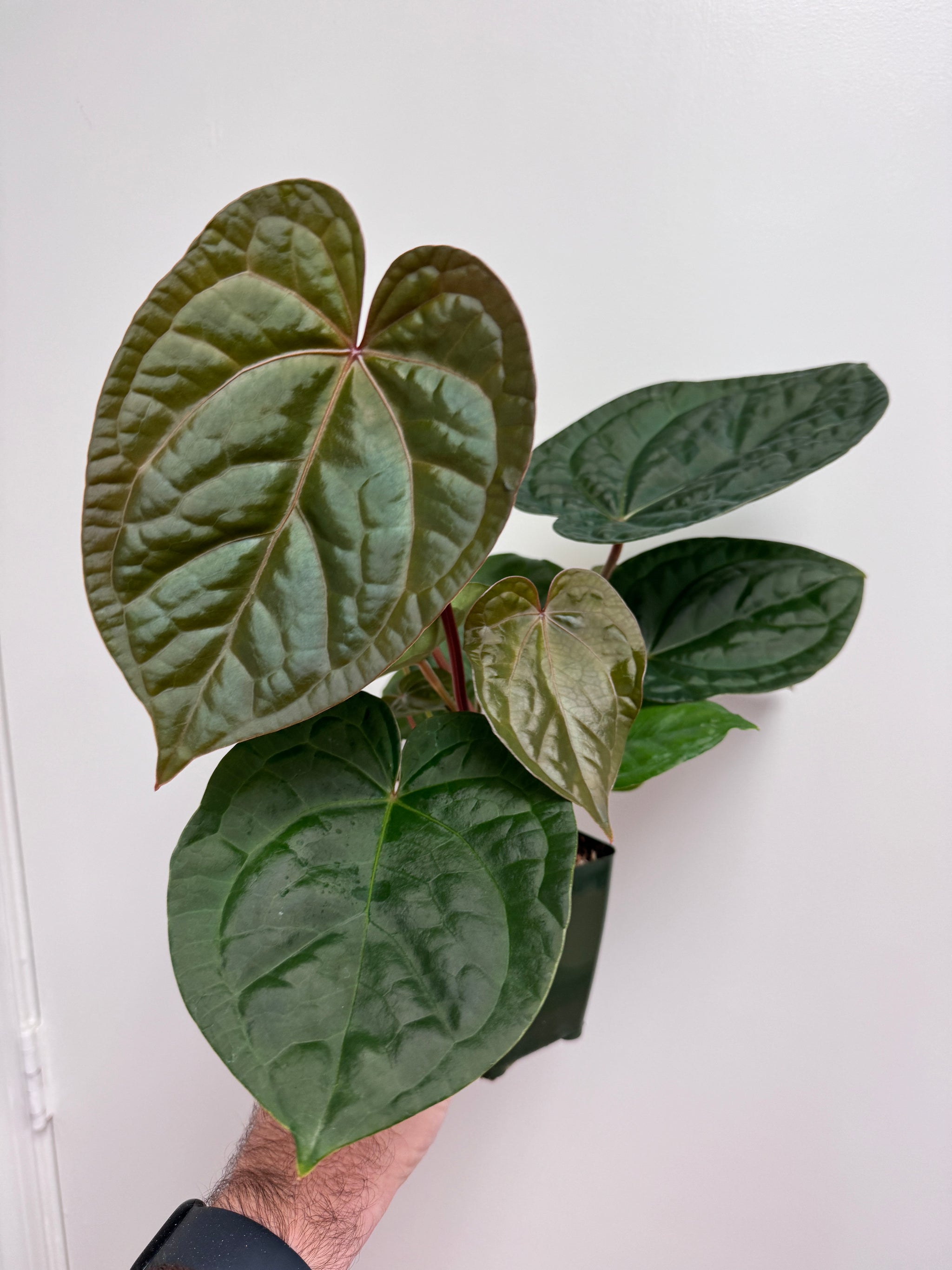 anthurium in orchid mix Orchid & Aroid Mix OG#3 - CUSTOMIZABLE - (Orchiata, Perlite #3 and Sph