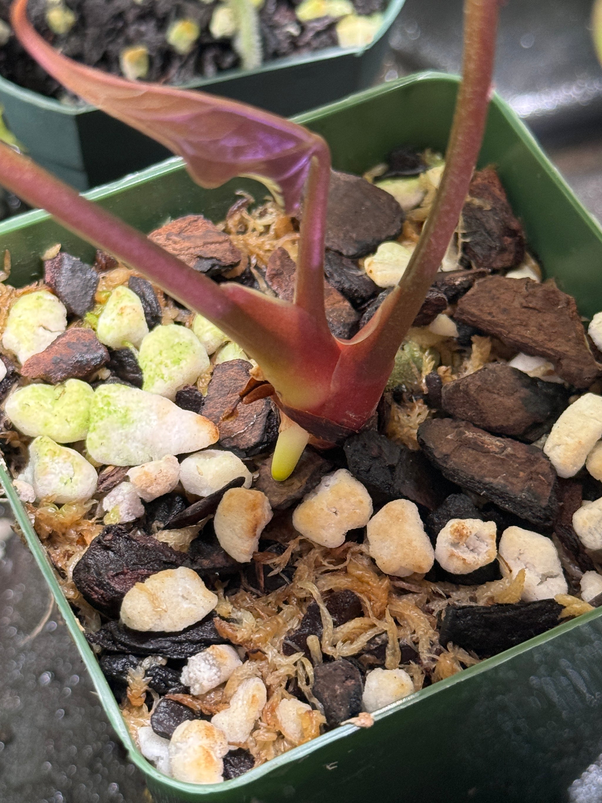 aroid mix for philodendron Orchid & Aroid Mix OG#3 - CUSTOMIZABLE - (Orchiata, Perlite #3 and Sph
