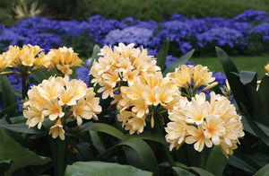 Forest Floor Mix #6 (Coco Coir, Coco Husk, Perlite, Lava Rock, Charcoal, Biochar, Worm Castings)