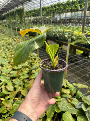 Philodendron corsinianum (P. pinnatifidum x P. verrucosum) - 4" pots