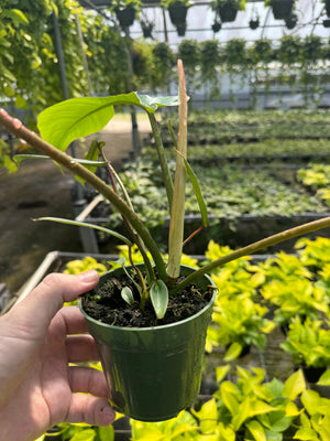 Philodendron joepii - Established plants available in 4" & 6" pots