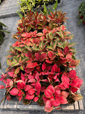 Forest Floor Mix #6 (Coco Coir, Coco Husk, Perlite, Lava Rock, Charcoal, Biochar, Worm Castings)