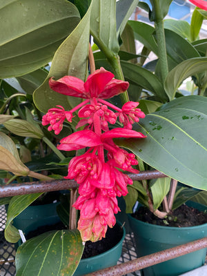 Forest Floor Mix #6 (Coco Coir, Coco Husk, Perlite, Lava Rock, Charcoal, Biochar, Worm Castings)