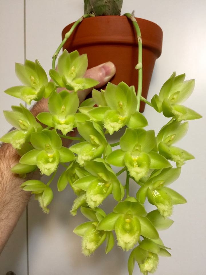 lechuza pon succulents Lechuza Pon and Tree Fern Mix #9 (Tree Fern, Lechuza Blackstone Pon) (