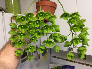 Tezula Chunky Airy Orchid/Aroid Mix #5 - (Tree Fern, Coco Husk, Orchiata, Sphagnum Moss, Perlite, Biochar, Charcoal)