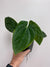 Anthurium Pandemonium (Anth. antolakii (BVEP) x papillilaminum)- PLANT #17
