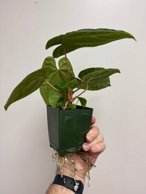 Anthurium Pandemonium (Anth. antolakii (BVEP) x papillilaminum)- PLANT #18