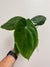 Anthurium Pandemonium (Anth. antolakii (BVEP) x papillilaminum)- PLANT #19 - minor leaf edge damage