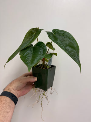Anthurium Pandemonium (Anth. antolakii (BVEP) x papillilaminum)- PLANT #20