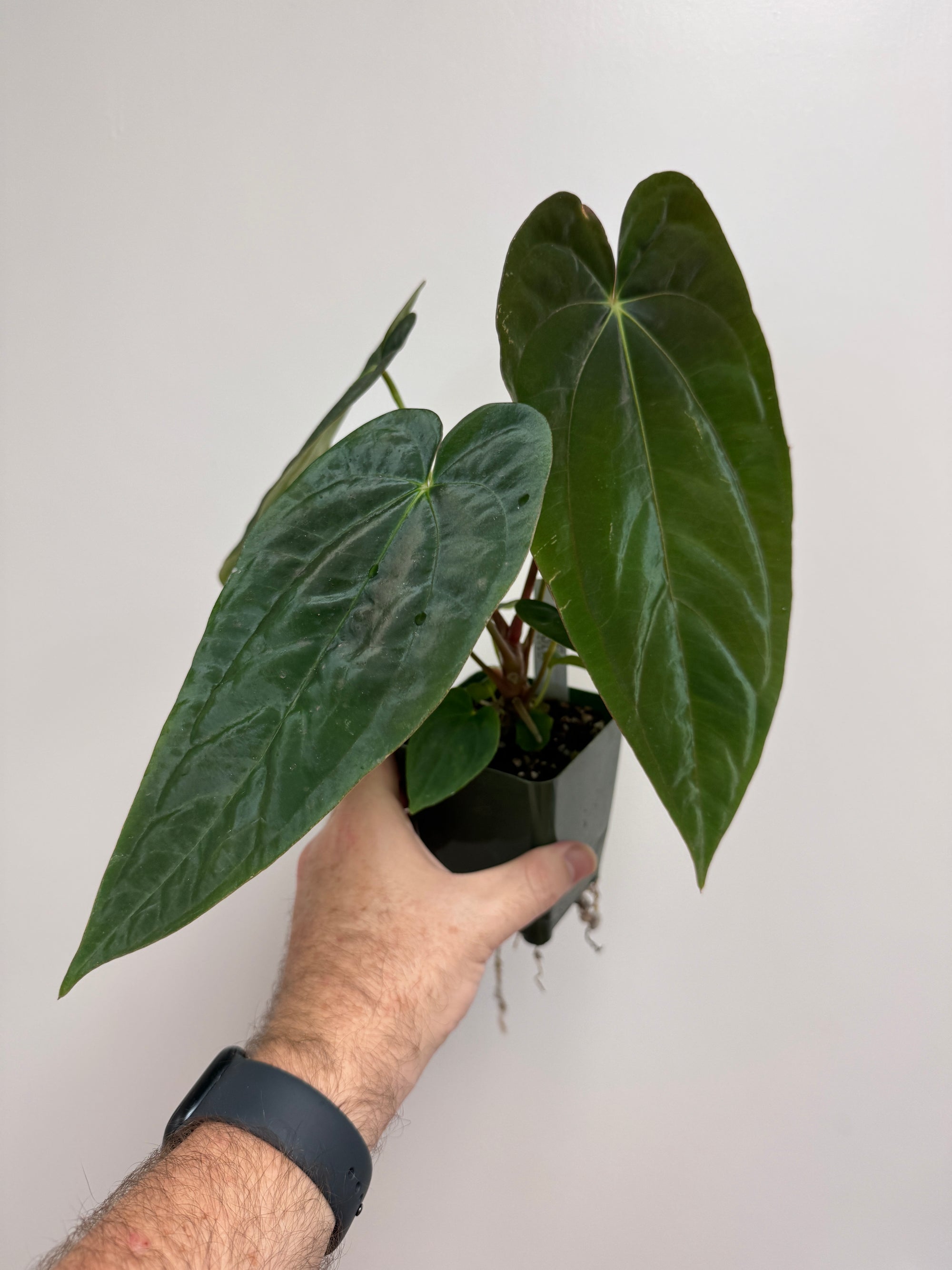 Anthurium Pandemonium (Anth. antolakii (BVEP) x papillilaminum)- PLANT #22 - mechanical leaf damage
