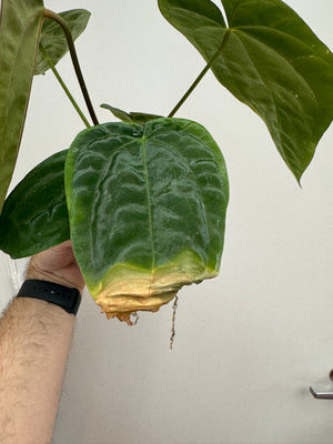 Anthurium Pandemonium (Anth. antolakii (BVEP) x papillilaminum)- PLANT #22 - mechanical leaf damage