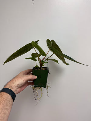 Anthurium Pandemonium (Anth. antolakii (BVEP) x papillilaminum)- PLANT #23 - mechanical leaf damage